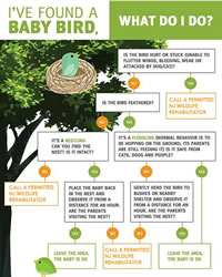 Baby bird poster