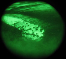 Black ducks seen through night vision scope