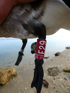 Atlantic brant with tarsal band and geolocator.