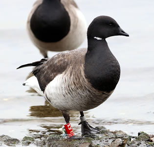 Atlantic brant with tarsal band and geolocator.