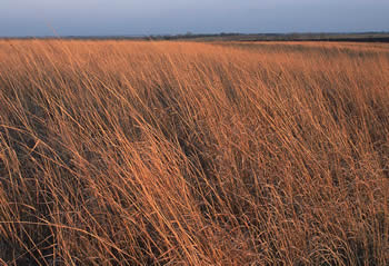 Warm-season grassland
