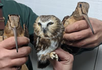 Saw whet owl between two woodcock