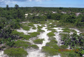 Broom crowberry colonizing old scrape