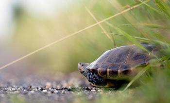 Terrapin about to cross road