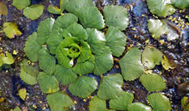 Water Chestnut