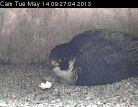 Nestbox view of adult and eggshell