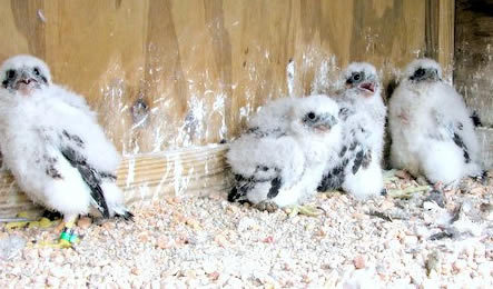 Four chicks after banding