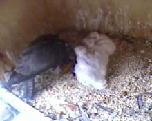 Chicks June 5