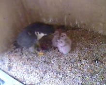 Chicks May 25