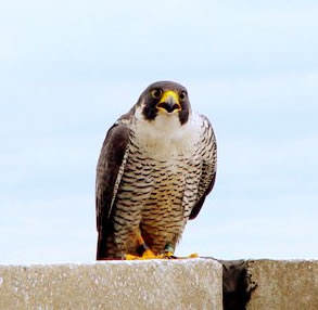 Adult male peregrine perched