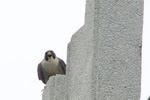 Peregrine perched above nestbox