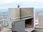 Peregrine perched above nestbox