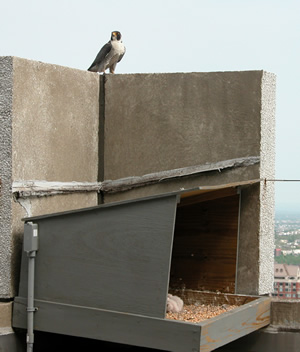 Adult perched above nestbox
