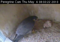 Peregrines just after feeding