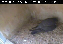Female returns to brooding chicks after feeding