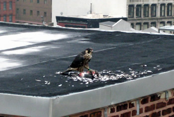 Juvenile falcon on rooftop with prey