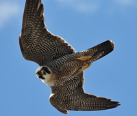Female peregrine in flight