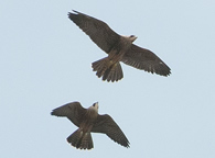 Two fledgelings in flight