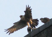 Falcon takes flight