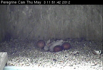 Two chicks, three eggs
