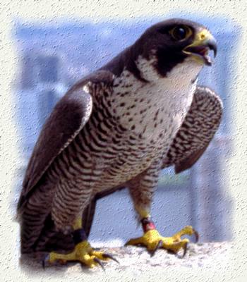 Picture of Peregrine Falcon