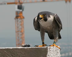 Male peregrine reacts to banders