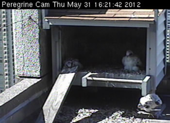 Chicks in box and on roof