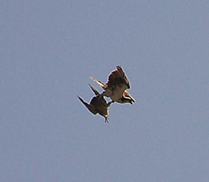 Peregrine pursues osprey
