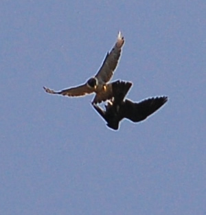 Peregrines approach to transfer prey