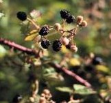 Blackberries