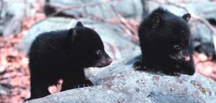 Two cubs