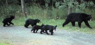 Female with 4 cubs