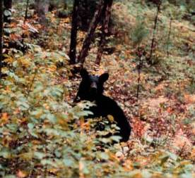 Bear in forest