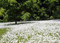 wildflowers