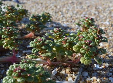 photo: Seabeach amaranth