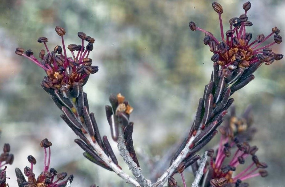 photo: Broom crowberry, Mike Medici