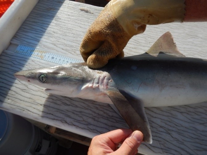 Shark Fishing Species Guide for Anglers