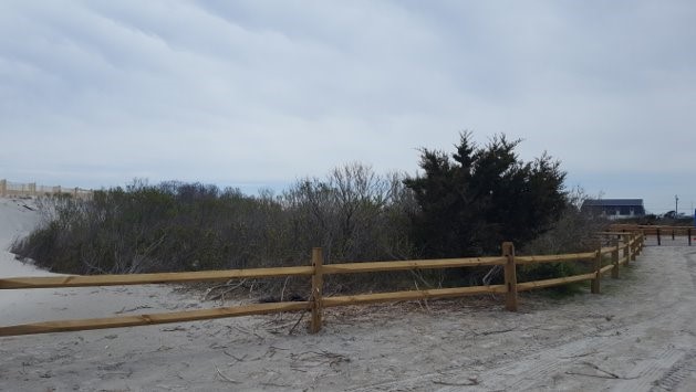 Removal of mature dune, including  trees/woody vegetation and freshwater wetlands, and bulkhead installation along  North Wildwood's oceanfront