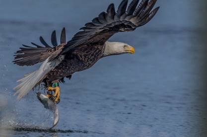 Murphy Administration Proposes Removing Bald Eagle and Osprey from New Jersey’s Endangered Species List