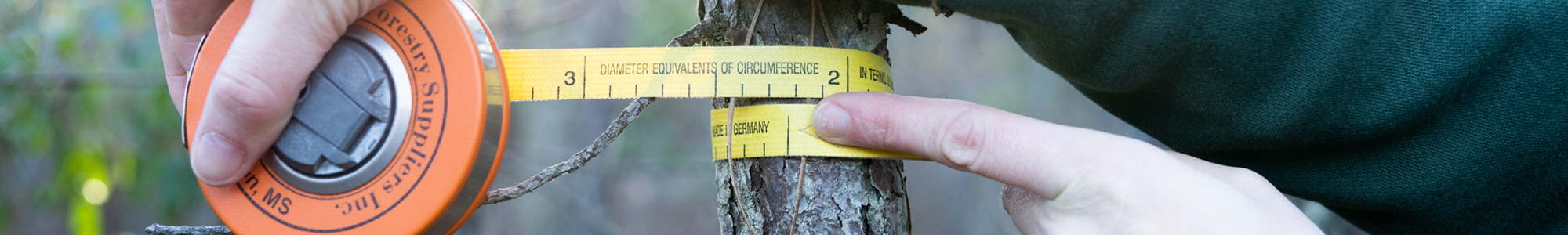Most trees removed during thinning will be less than 2 inches in diameter. 