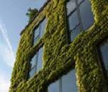 Ivy covered building