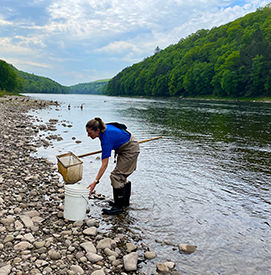 DRBC staff collects macroinvertebrates from the Delaware River. Photo by the DRBC.