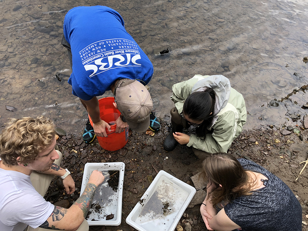 DRBC staff collect and examine a macroinvertebrate sample from the Delaware River. Photo by DRBC.