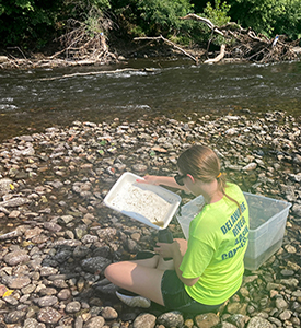 Macroinvertebrates are collected from the Delaware River on a net and are identified and counted by DRBC staff. Photo by DRBC.