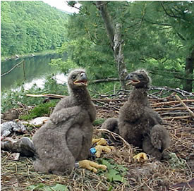 Two eaglets perch on a nest along the upper Delaware River in NYS. Photo by Peter Nye, NYSDEC.
