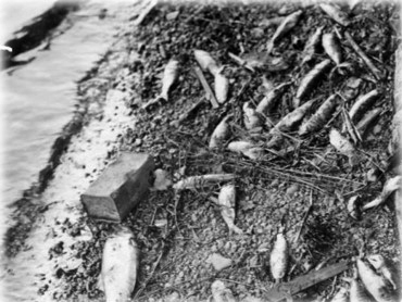 A fishkill in Philadelphia, Pa., circa 1929. Photo courtesy of Temple University Archives.
