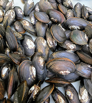hawaiian mussels