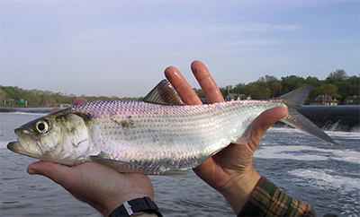 An American shad. Photo: DRBC archives.