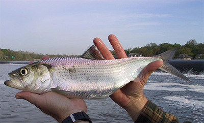 Delaware river white perch fishing, 