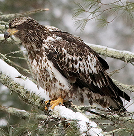 A juvenile bald eagle perched in the snow. Photo by Martha Tully.